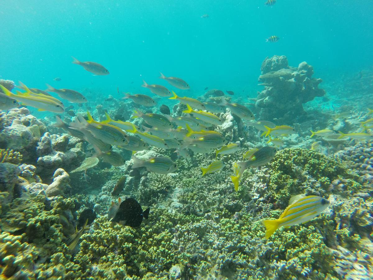 Golhaa View Inn By Tes Thulusdhoo Zewnętrze zdjęcie