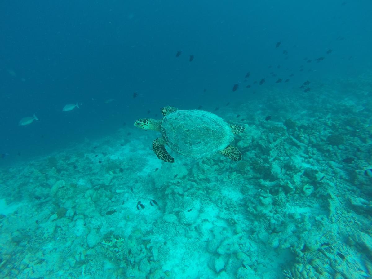 Golhaa View Inn By Tes Thulusdhoo Zewnętrze zdjęcie